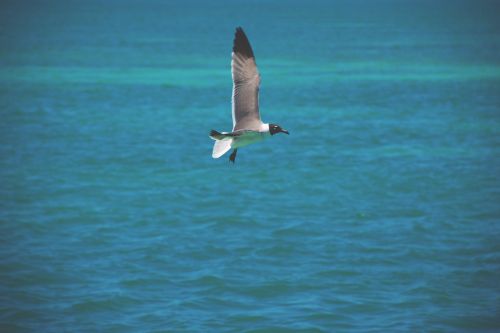 bird flying ocean
