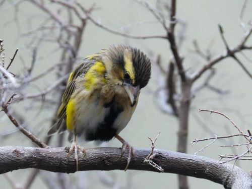 bird animal feather