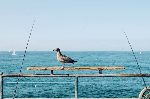 bird perch fishing rods