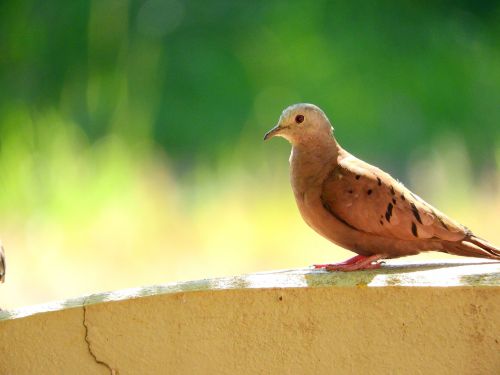 bird nature tropical bird