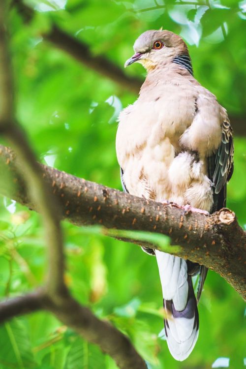 bird zoo zoo animals