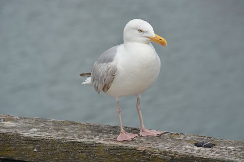 bird gull animal