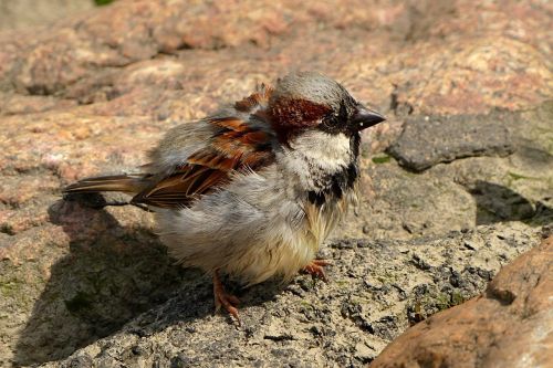 bird sparrow young