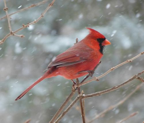 bird cardinal male