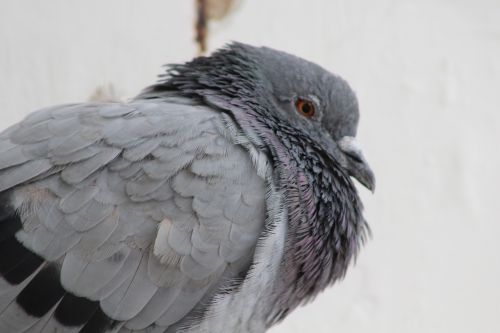 bird pigeon gray