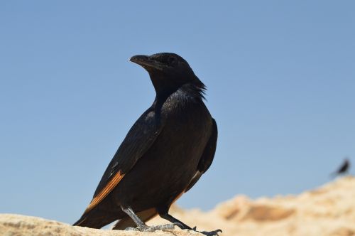 bird israel masada