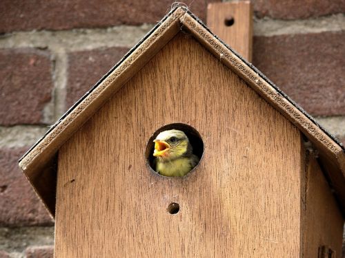 bird pimpelmeesje birdhouse