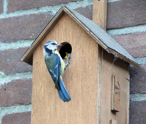 bird pimpelmeesje birdhouse