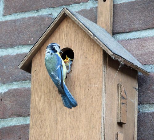 bird pimpelmeesje birdhouse