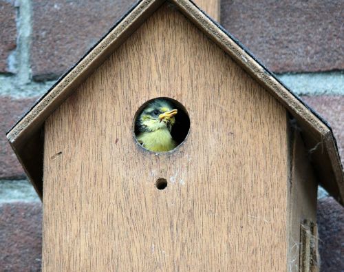 bird pimpelmeesje birdhouse