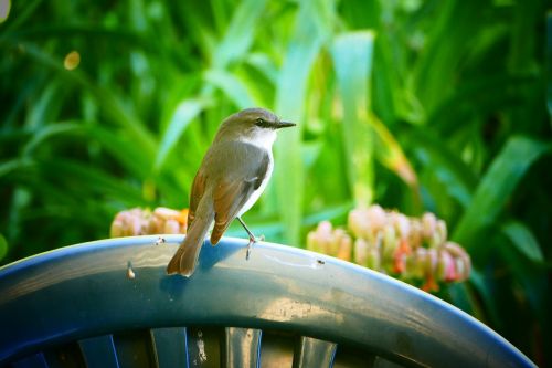 bird nature wildlife