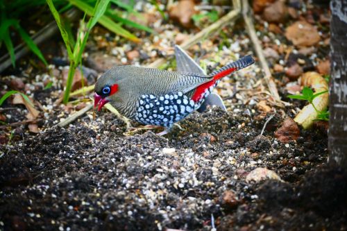 bird nature australia