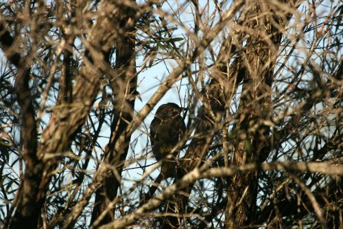 bird branches outdoors