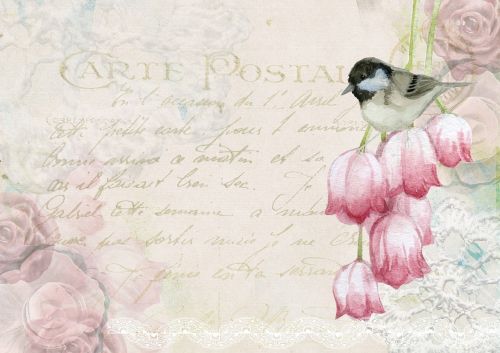 bird postal post