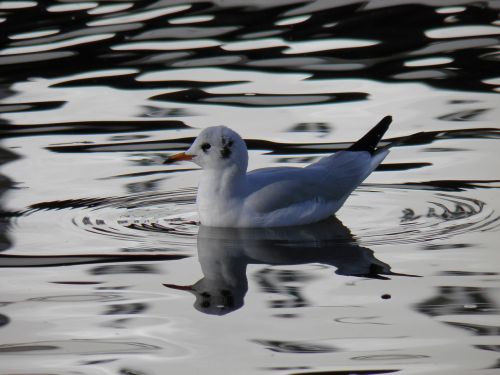 bird the seagull water