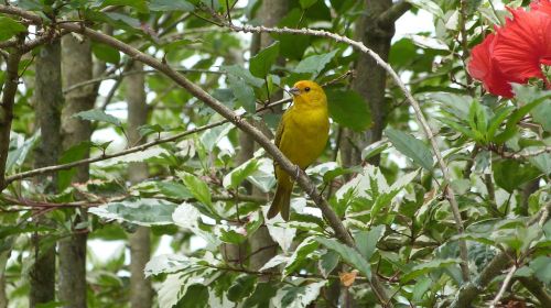 bird canario land yellow