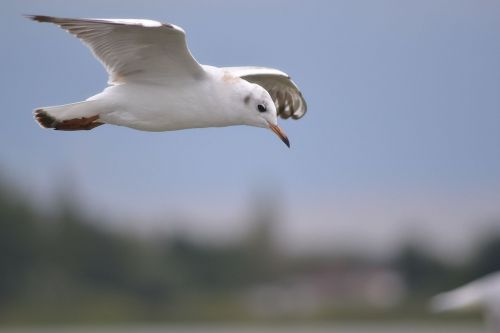 seagull water seevogel