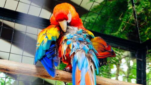 bird pet parrot
