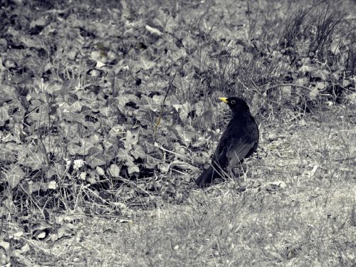 bird blackbird animal