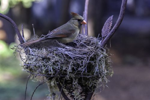 bird nest wildlife