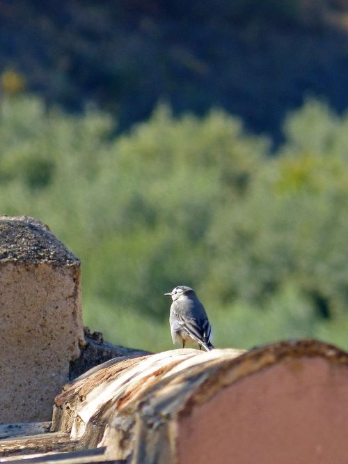 bird motacilla alba roof