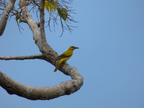 bird yellow perched