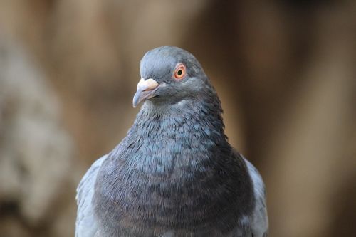 bird dove nature