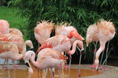 bird flamingo animal