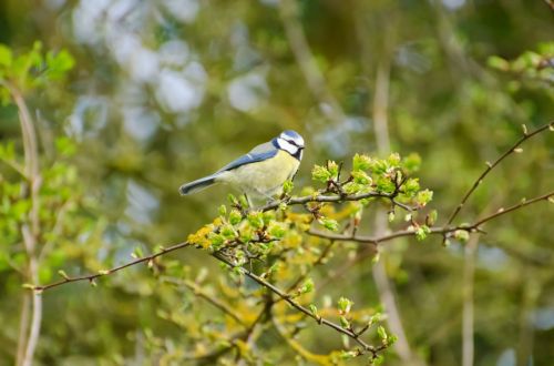 Bird And Tree