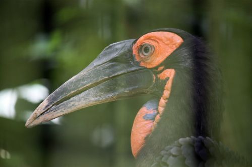 Bird Beak Close Up