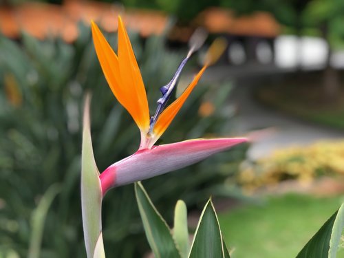 bird birds  flower flowers  plant