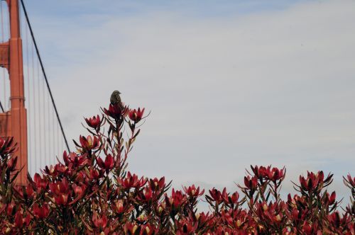 Bird, Blooms And Bridge