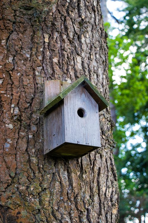 bird box  tree  box