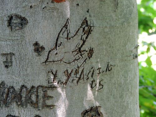 Bird Carved In Tree