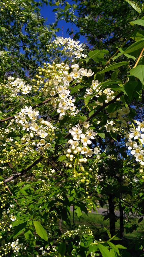 bird cherry may flowers