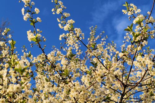 bird cherry prunus avium blossom branches
