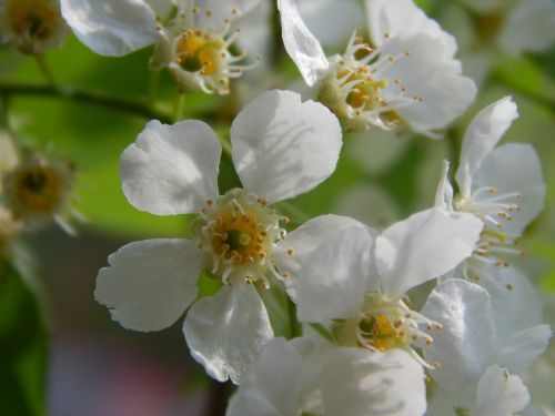 bird-cherry tree white flowers macro