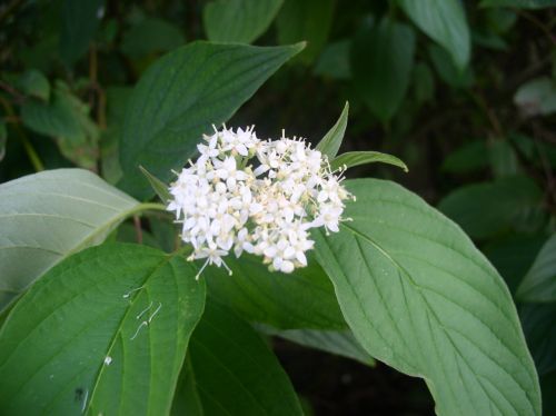 Bird-cherry Tree Flowers