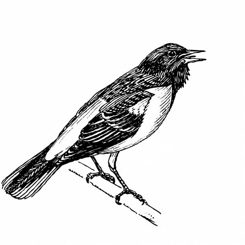 Bird Clipart Illustration