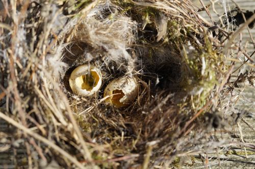 bird eggs nest robbers nest