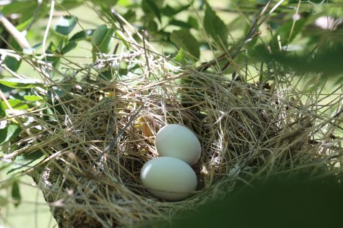 bird eggs spring life