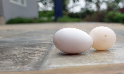 bird eggs  birds egg  eggs