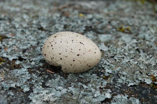 bird eggs lav eggshell