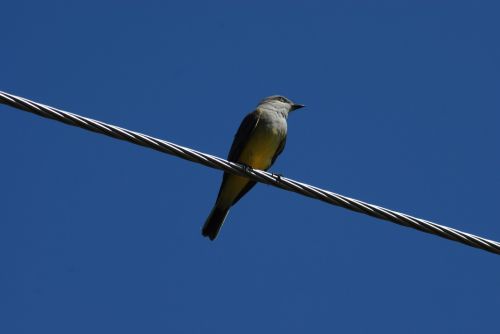 bird enjambrero ave field