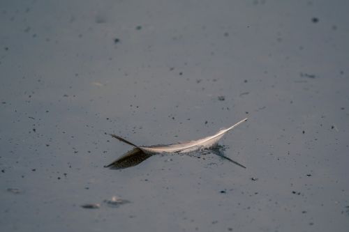 bird feather lost swim