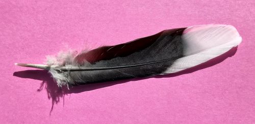 bird feather black white