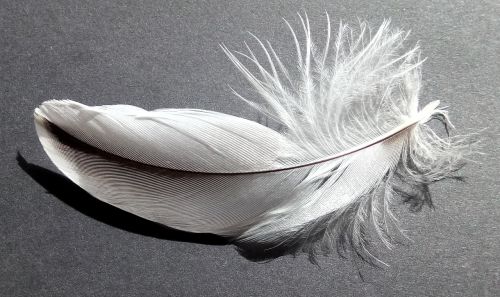 bird feather soft white