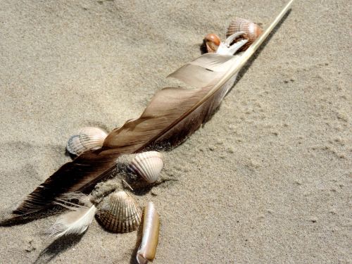 bird feather sand beach mussels