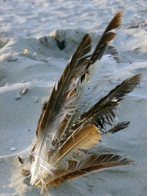 bird feather sand beach nature