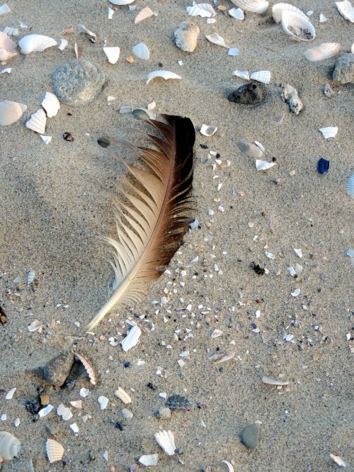 bird feather mussels most beach